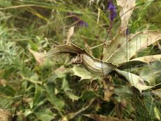 Пестрянка-весёлая_кокон-с-экзувием